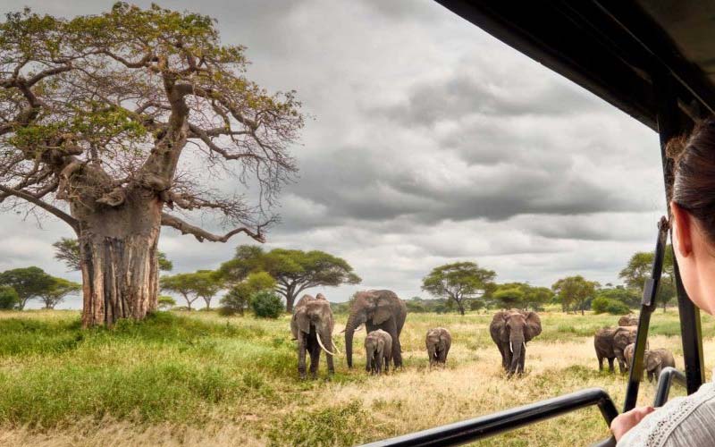 Discover the Splendors of Tanzania