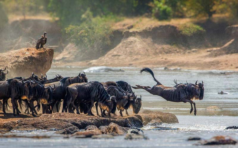 Experience the Magnificent Natural Phenomenon: The Great Migration in Tanzania