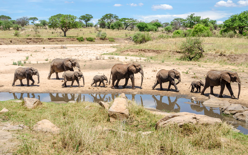 Where is the best place to go on a safari with kids?