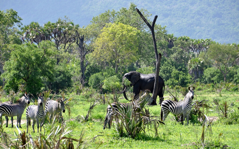 Where is the best place to go on a safari with kids?