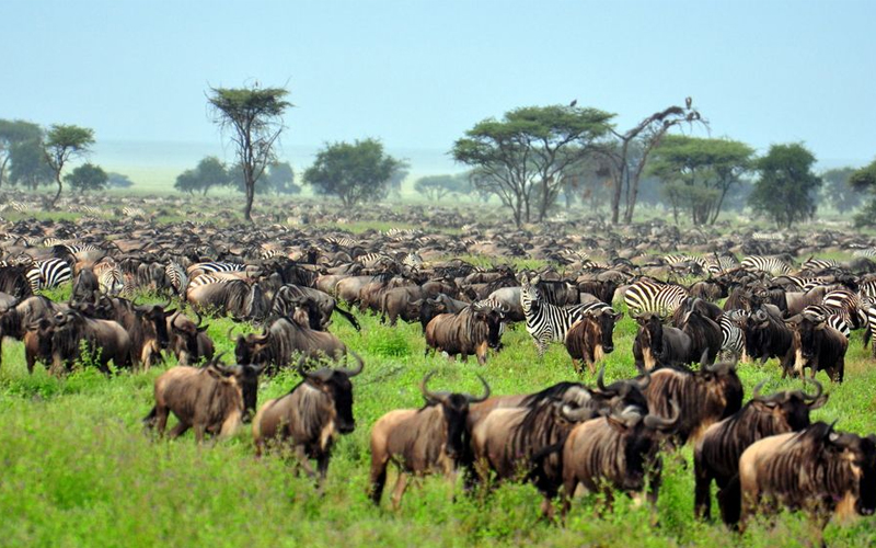 Where is the best place to go on a safari with kids?