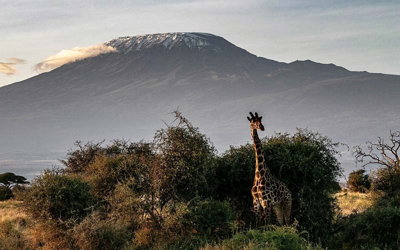 Why Is Mount Kilimanjaro A Natural Wonder?