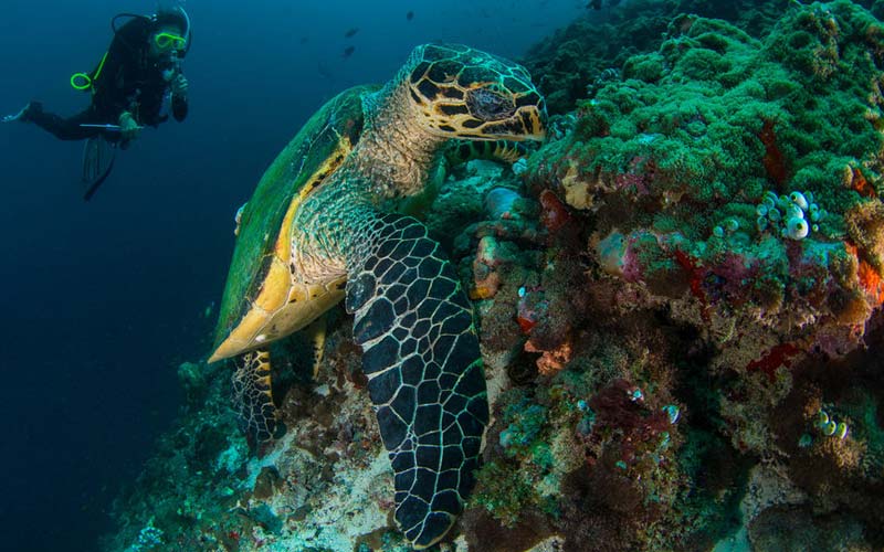 Zanzibar's Underwater Wonders: Snorkeling and Diving in the Indian Ocean