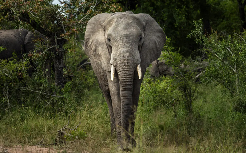 Encounter Serengeti’s Big Five on Safari