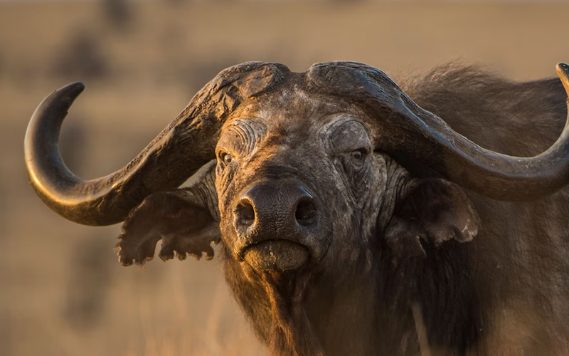 Encounter Serengeti’s Big Five on Safari