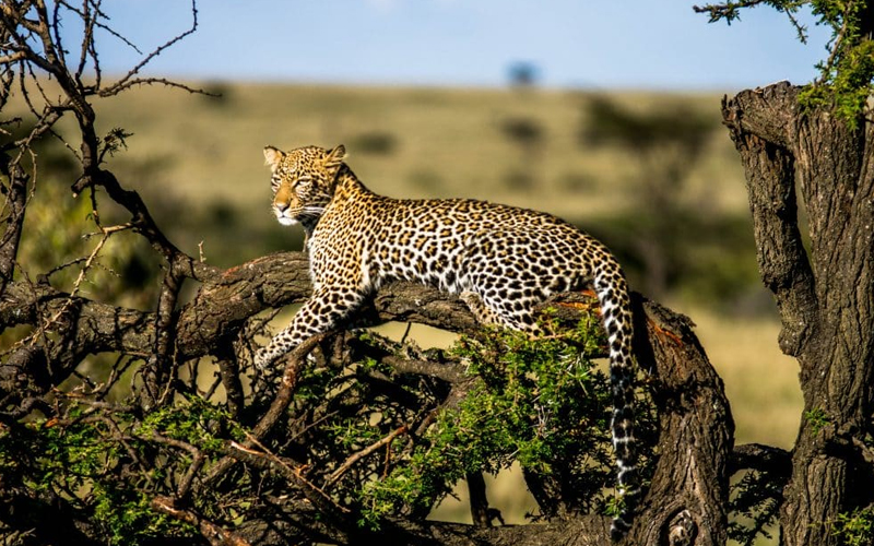 Encounter Serengeti’s Big Five on Safari