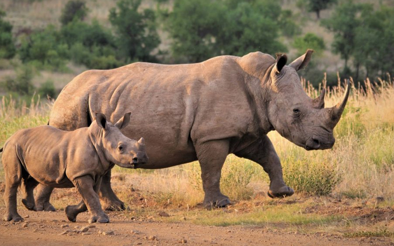 Encounter Serengeti’s Big Five on Safari