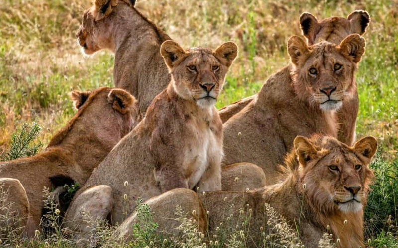 Meet the King of the Jungle: Lions In Serengeti