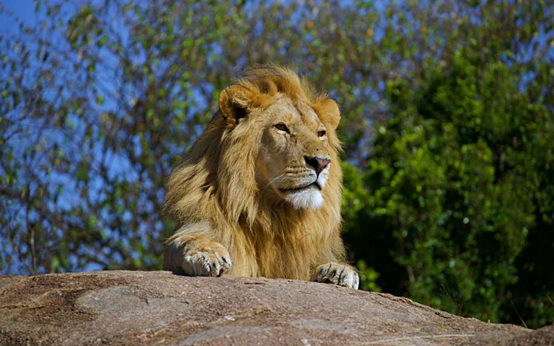 Meet the King of the Jungle: Lions In Serengeti