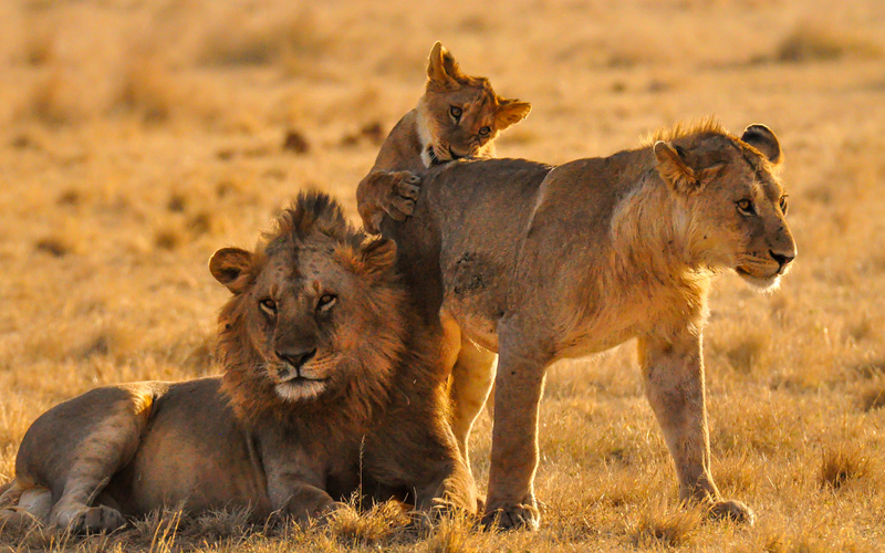 Meet the King of the Jungle: Lions In Serengeti