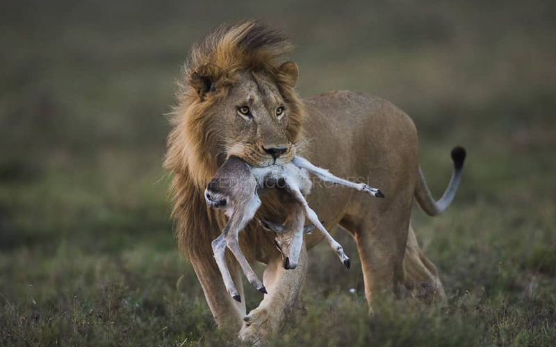 Meet the King of the Jungle: Lions In Serengeti