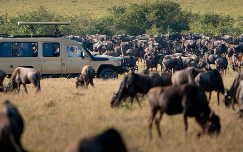 Stay Safe on Safari Essential Safety Tips