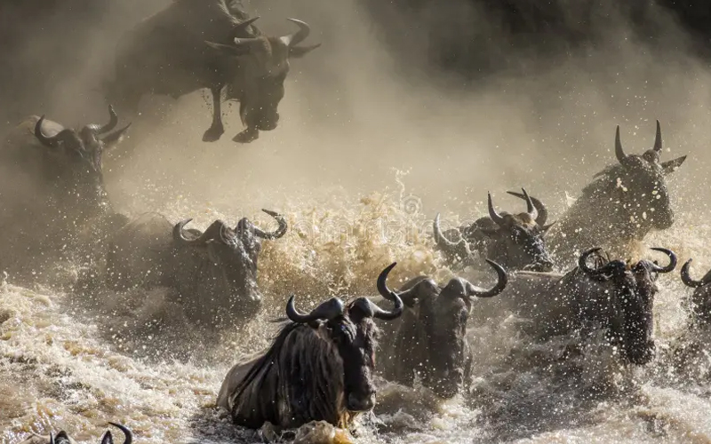 Tracking The Serengeti Wildebeest Migration