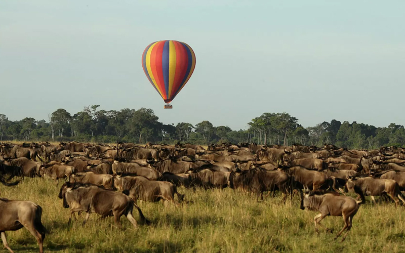 Tracking The Serengeti Wildebeest Migration