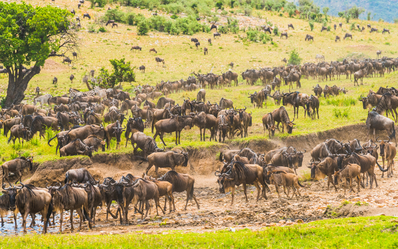 Tracking The Serengeti Wildebeest Migration