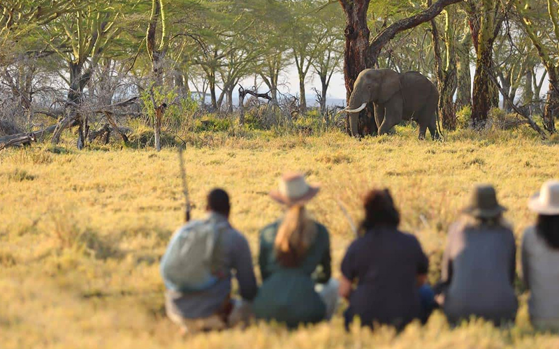 Tracking The Serengeti Wildebeest Migration