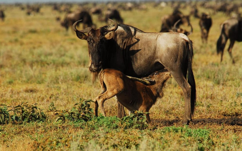 Tracking The Serengeti Wildebeest Migration