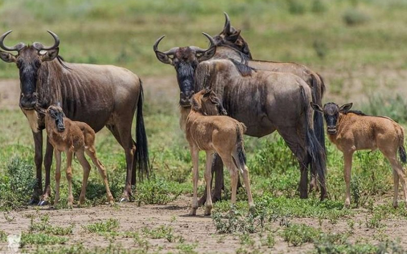A Complete Guide to Choosing the Best Time for Safari in Tanzania