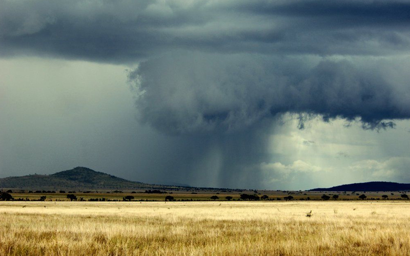 Your Ultimate Guide to Tanzania Safari Season