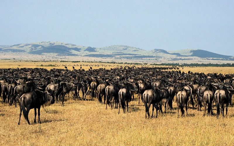 Your Ultimate Guide to Planning an Africa Safari