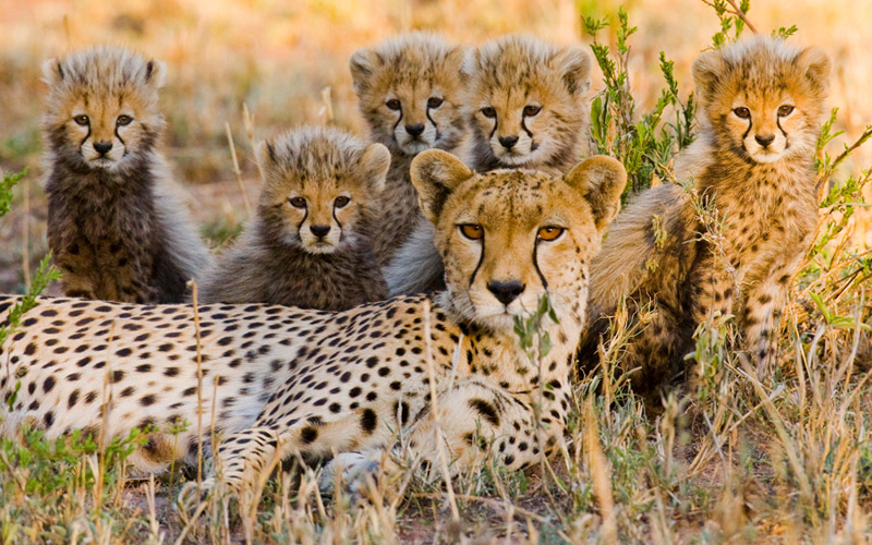 Tanzania’s Role in Africa’s 2025 Conservation Summit: A Tourism Perspective