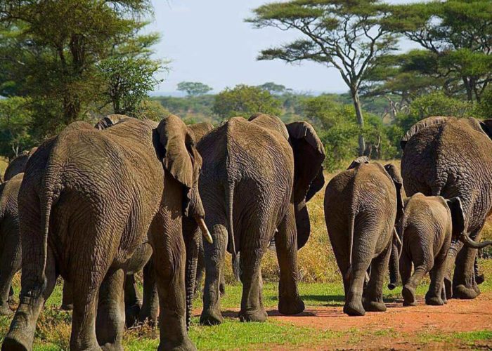 4 Days Spectacular Wildlife Safari