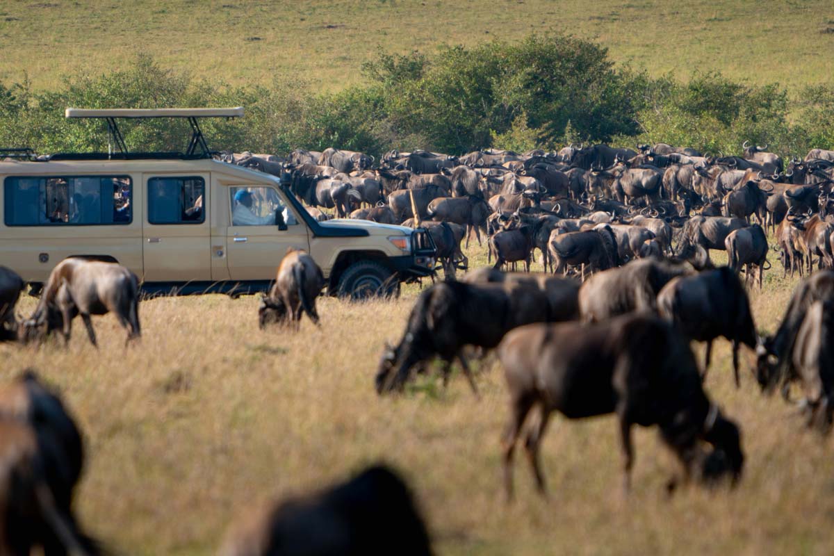 Experience the Magnificent Natural Phenomenon: The Great Migration in Tanzania