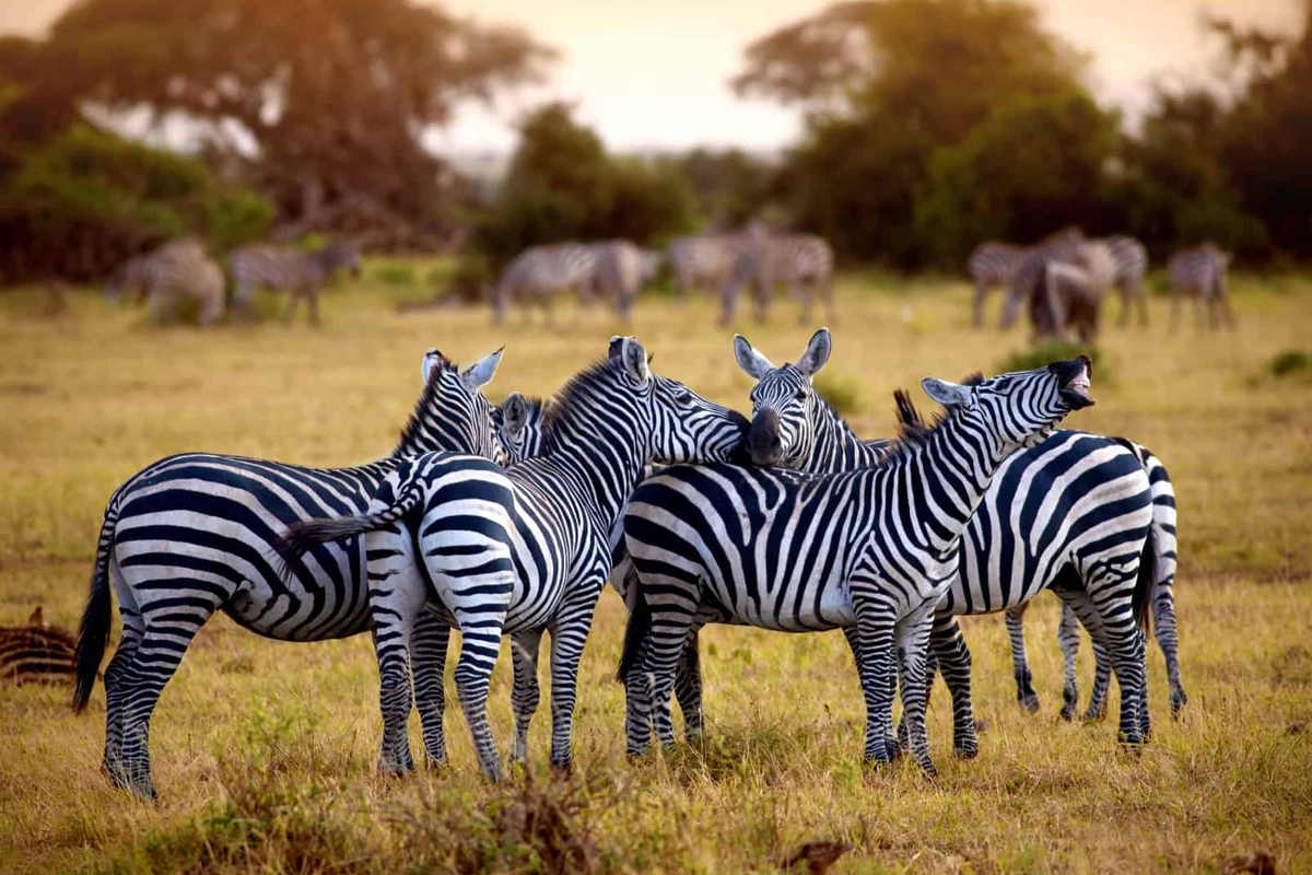 How do I prepare for Tanzania safari?