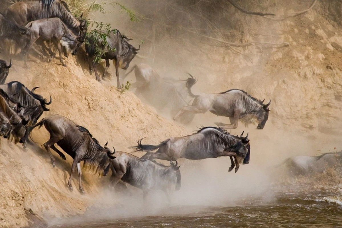 Embark on a Wildebeest Migration Safari