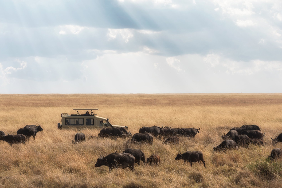 Encounter Serengeti’s Big Five on Safari
