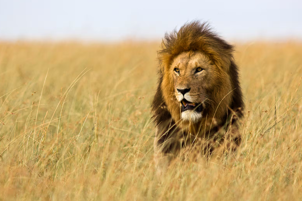 Meet the King of the Jungle: Lions In Serengeti