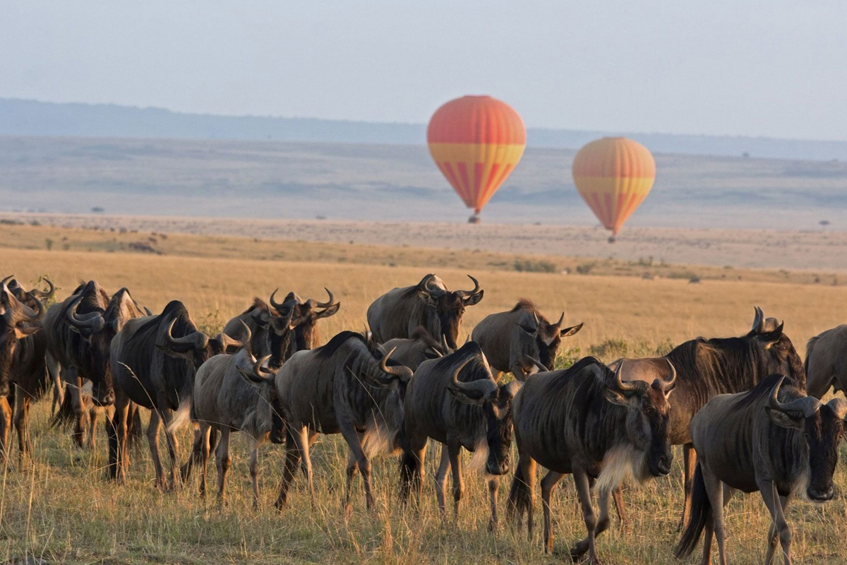Soar Above the Wildebeest Migration