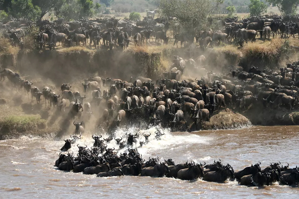 Tracking The Serengeti Wildebeest Migration